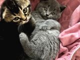 Scottish Fold British Shorthair Yavrular